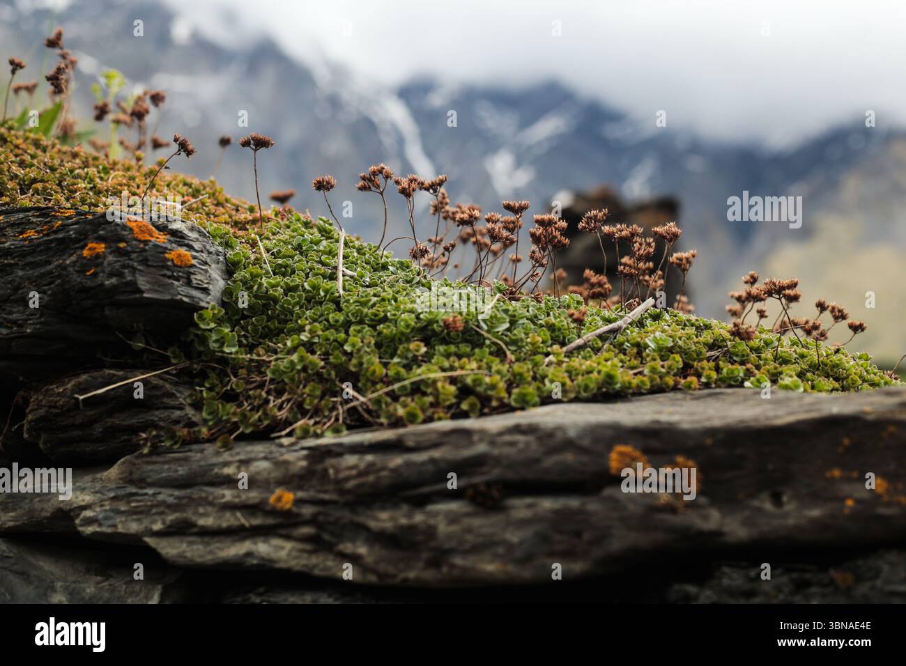 Alpine tundra plants hi-res stock photography and images - Alamy