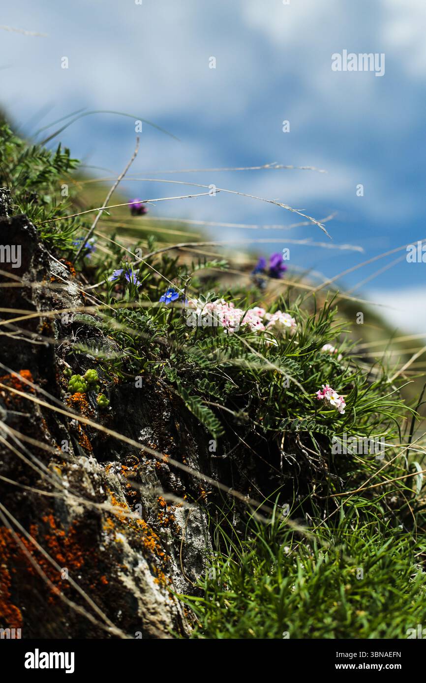 Georgia wildflowers hi-res stock photography and images - Alamy