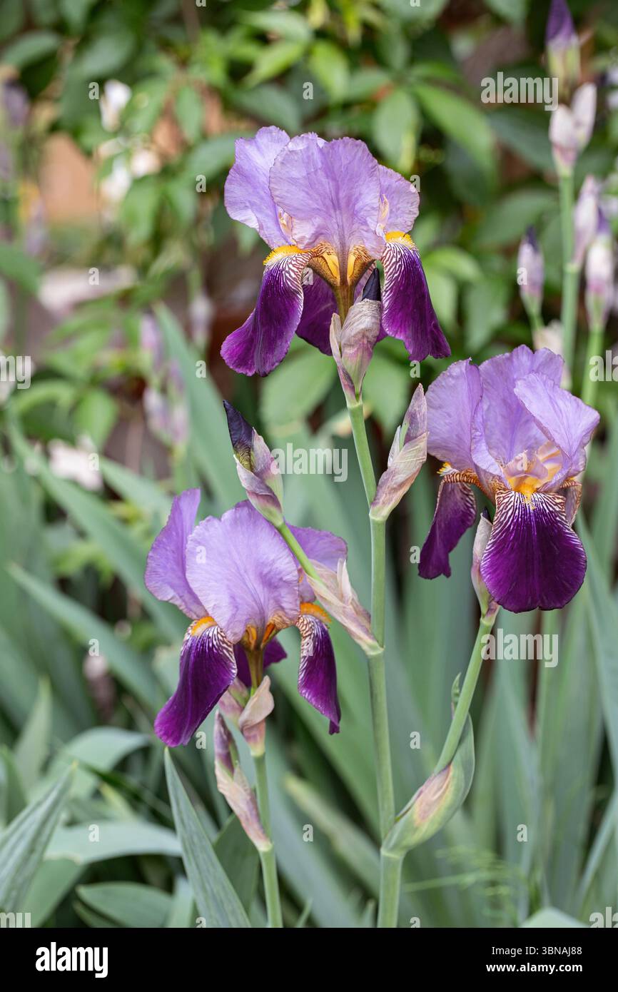 Dark-purple German iris (Iris x germanica). Stock Photo