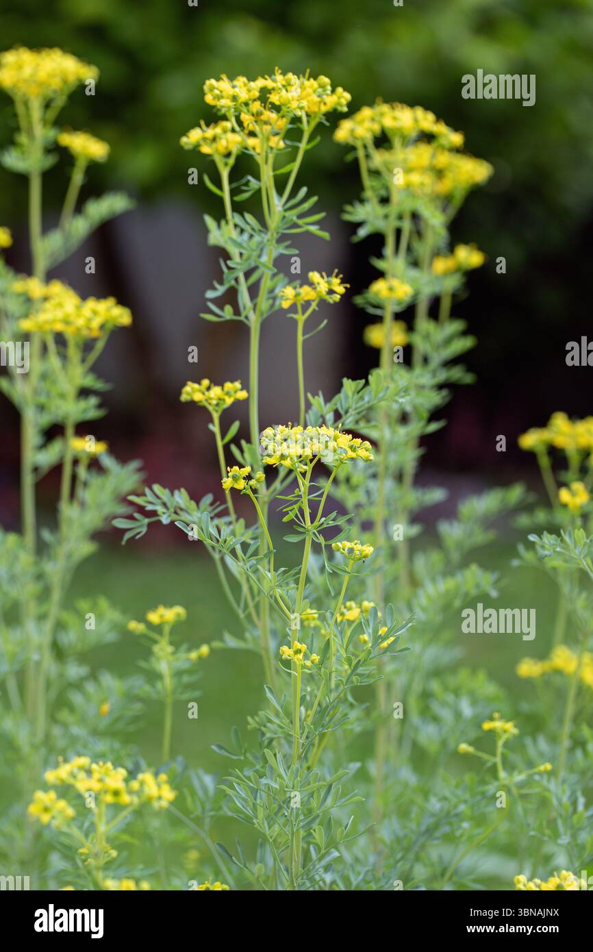 Common rue plant (Ruta graveolens) in bloom Stock Photo - Alamy