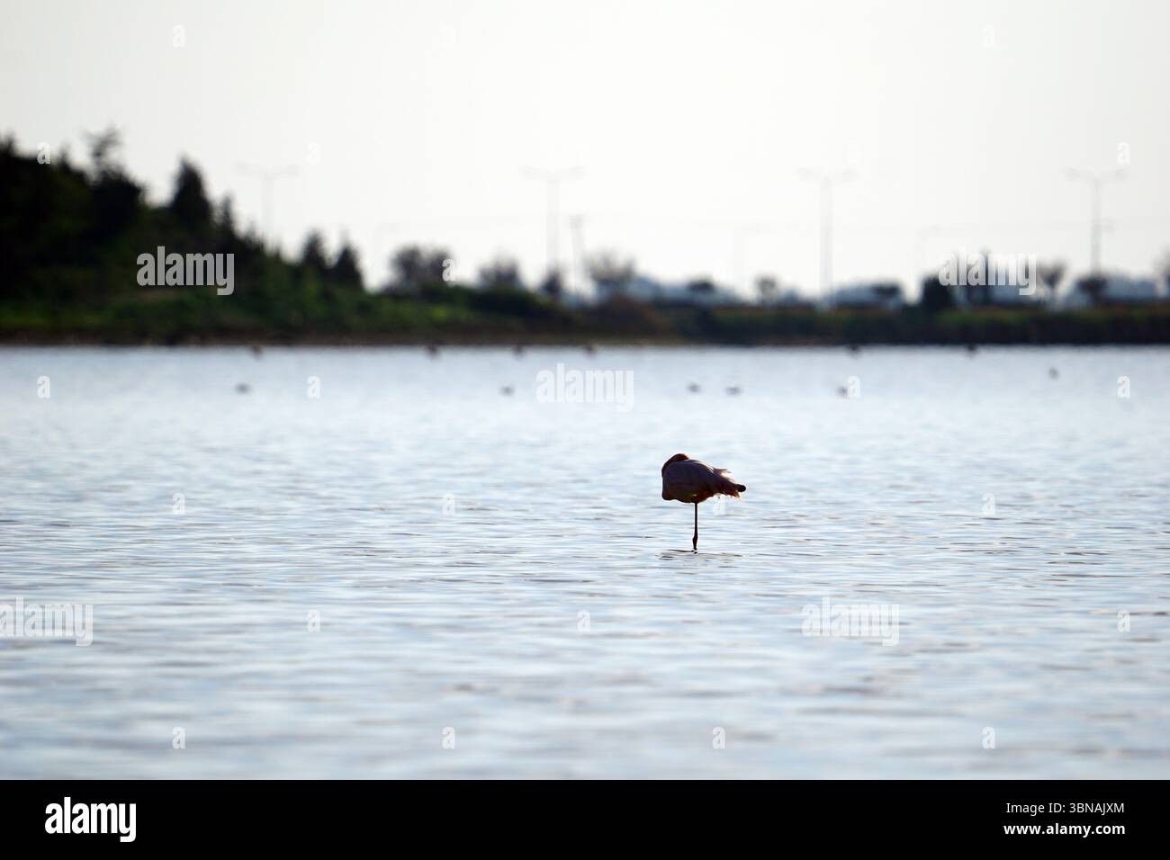 Slender lines suggesting hi-res stock photography and images - Alamy