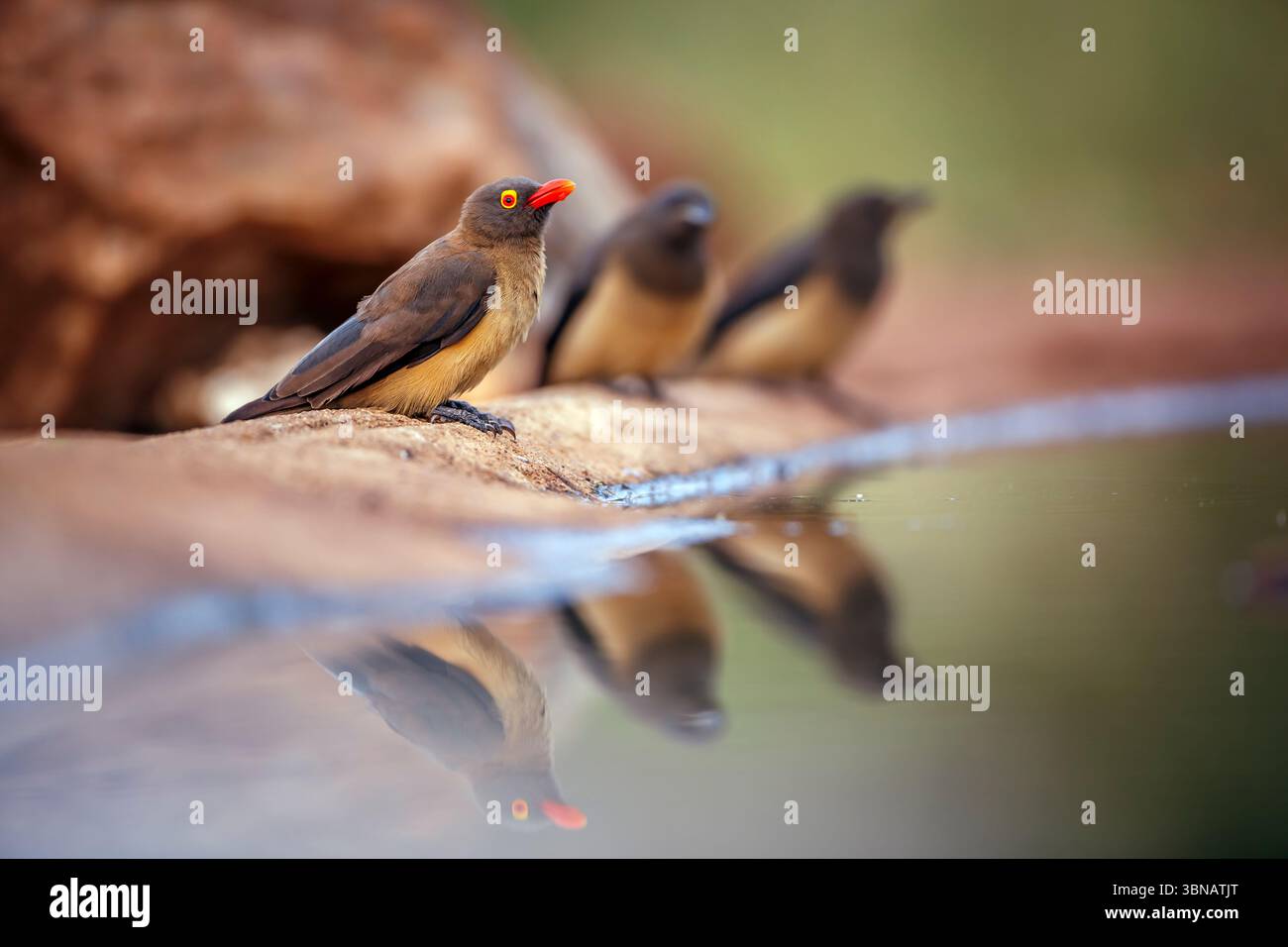 Immature red billed oxpecker hi-res stock photography and images