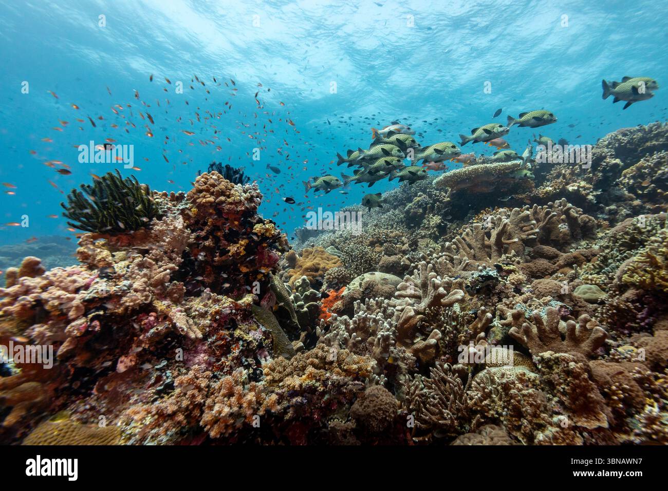 School of Harlequin sweetlips, Plectorhinchus chaetodonoides, swimming over tropical coral reef Stock Photo