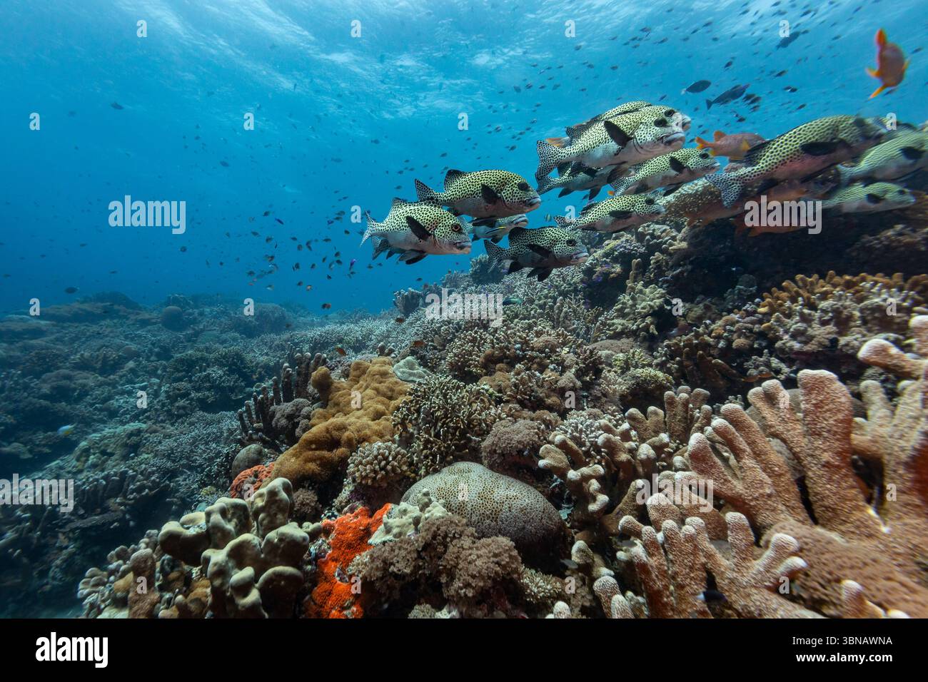 School of Harlequin sweetlips, Plectorhinchus chaetodonoides, swimming over hard coral on healthy tropical coral reef Stock Photo