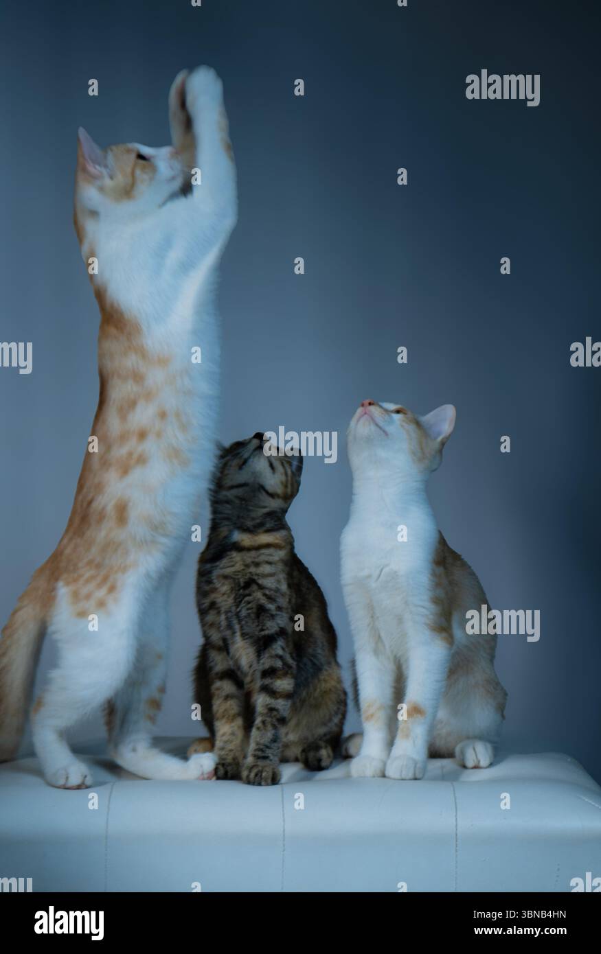Inquisitive cats hi-res stock photography and images - Alamy