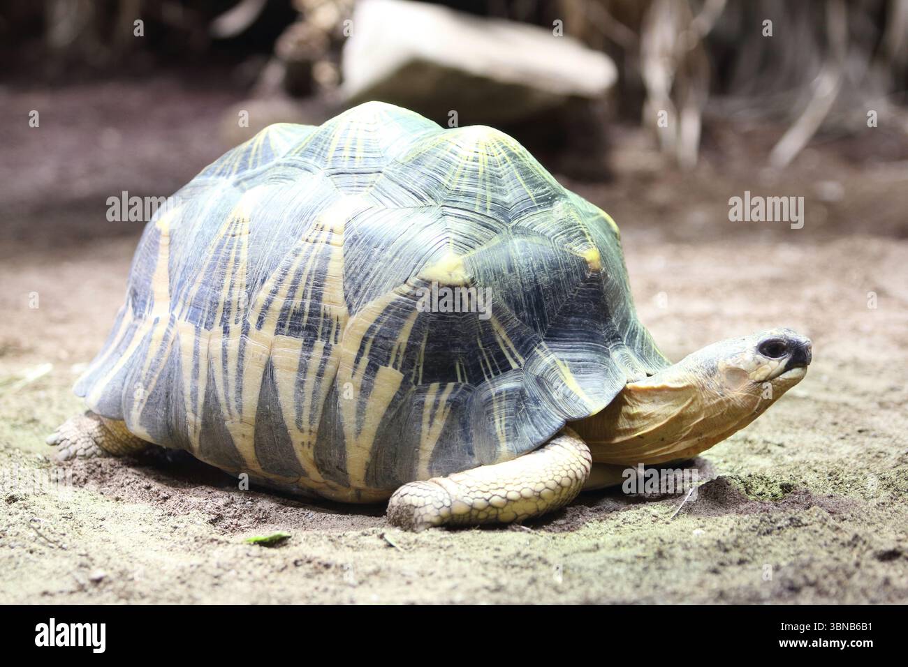 The radiated tortoise (Astrochelys radiata) is an originally endemic to ...