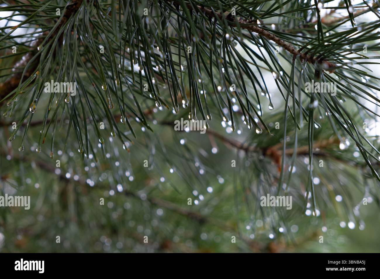 Pine branch with raindrops. Rain drops on pine needles Stock Photo