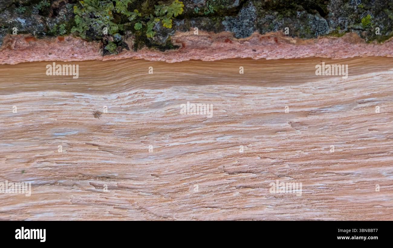 Close-up of cut wood surface with detailed texture and a small tick ...