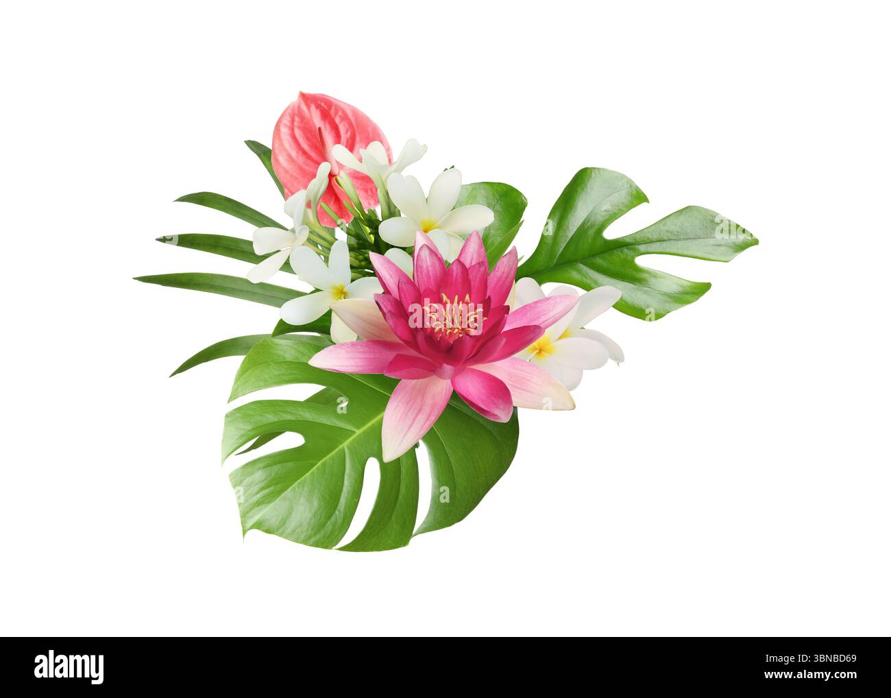 Beautiful tropical flowers and green leaves on white background Stock ...