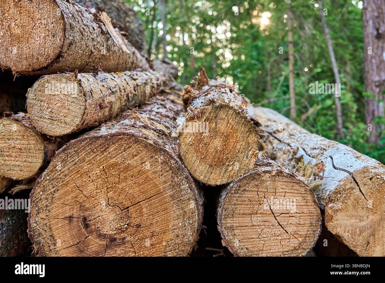 Detailed close-up view of freshly cut tree logs stacked in a forest. Stock Photo