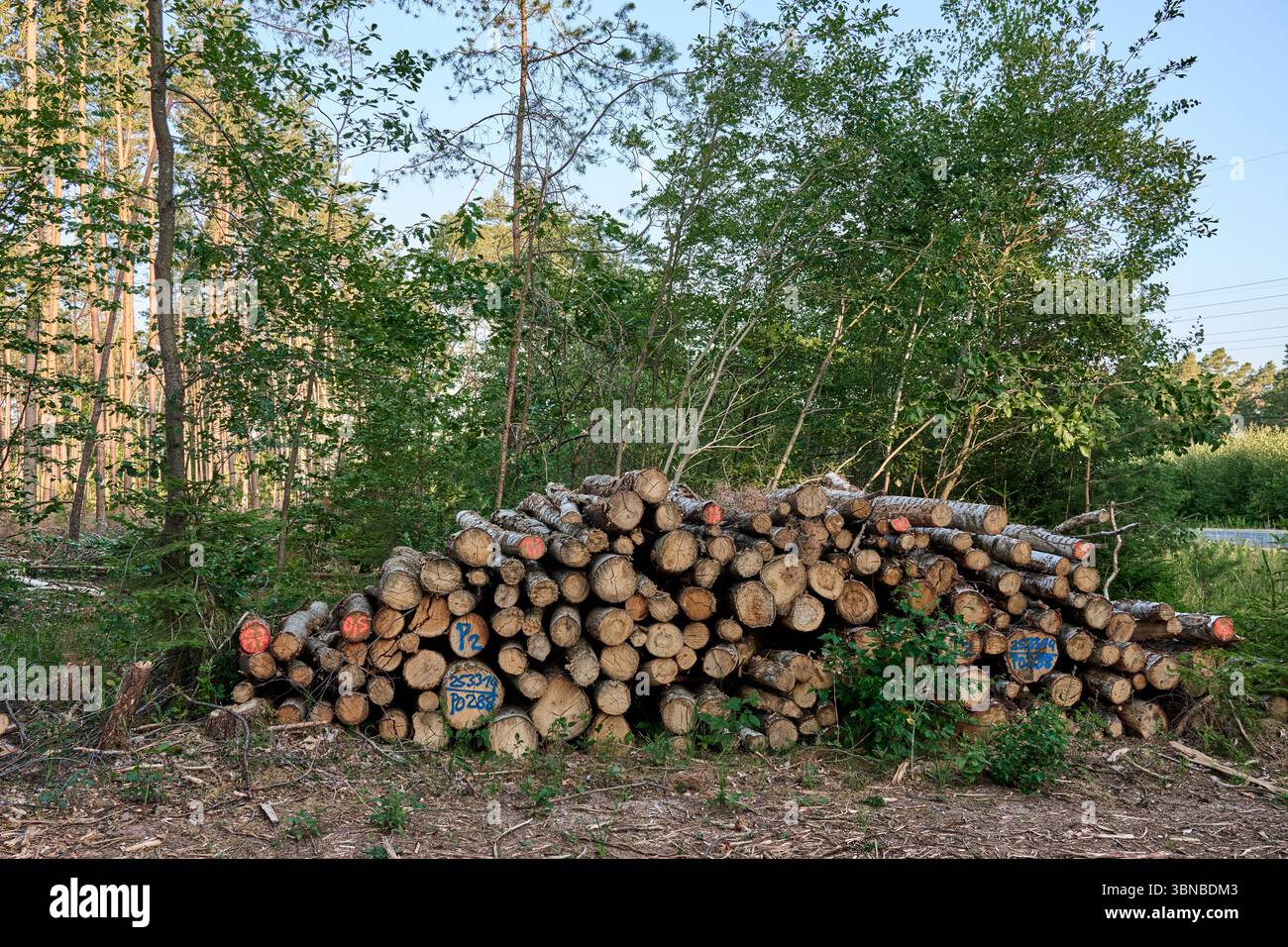 Cut logs stacked in a forest clearing, marked with colorful numbers for processing or tracking purposes. Stock Photo