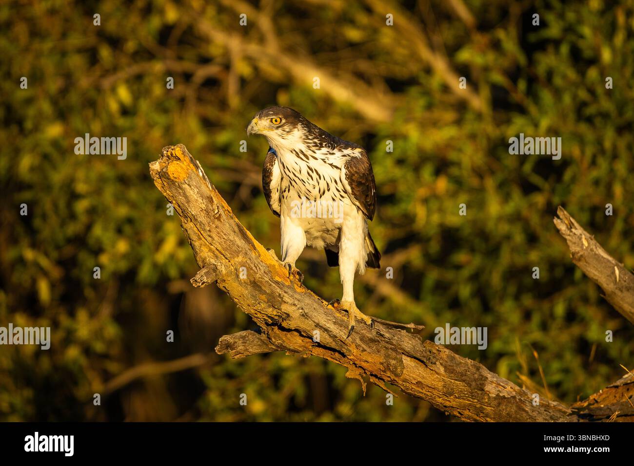 An African Hawk-Eagle (Aquila spilogaster) perched on a dead tree branch basking in the morning sun Stock Photo