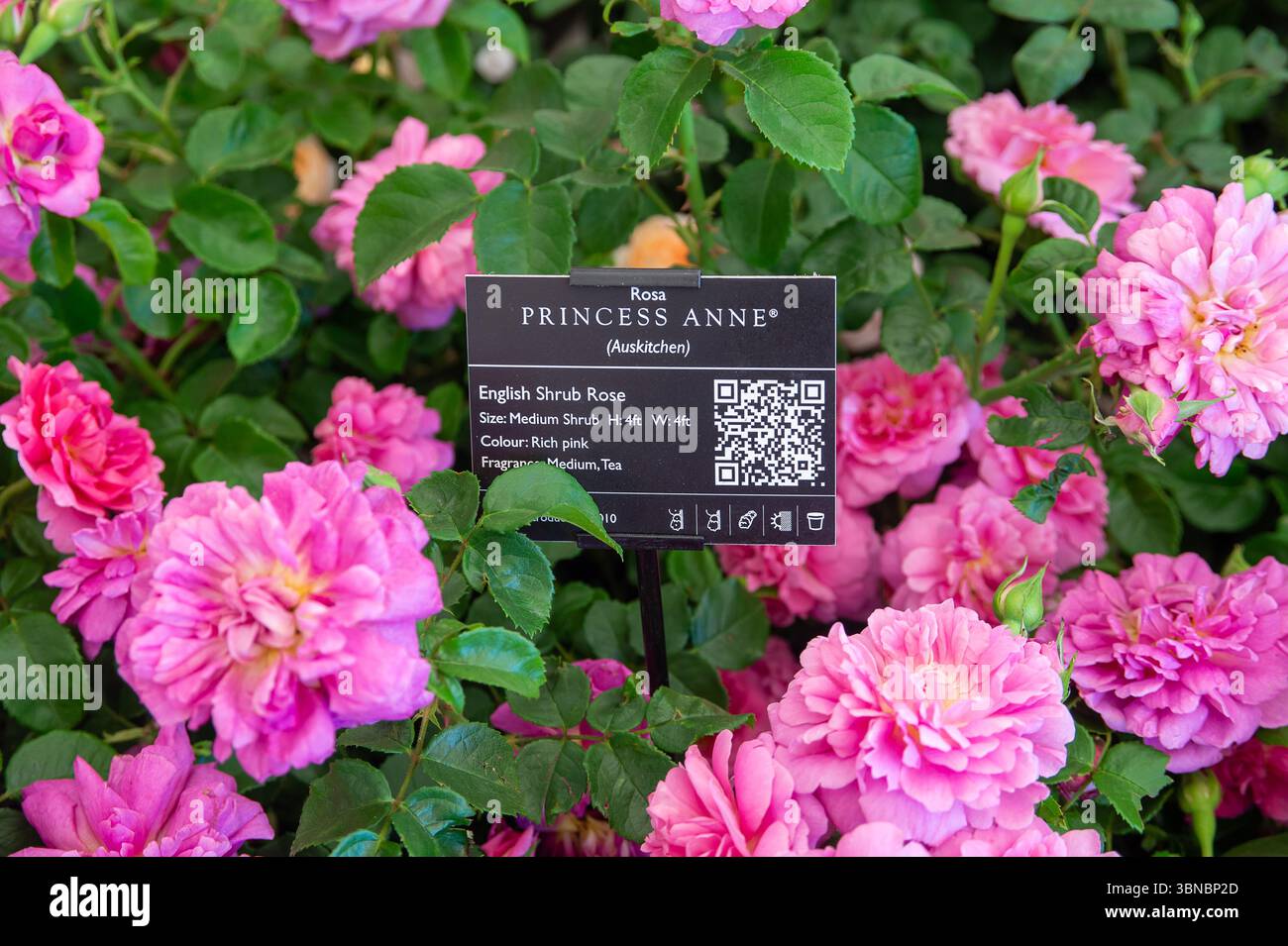East Molesey, UK. 30th June, 2025. Pink Princess Anne rose by David ...