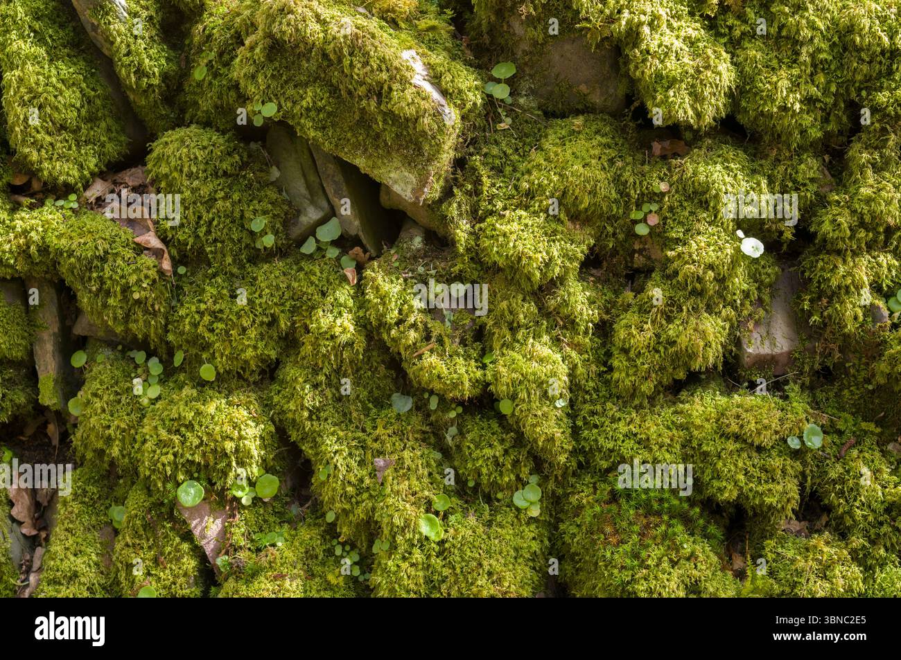 Clumps of live mosses, non-vascular flowerless plants, on a drystone wall in Devon, UK Stock Photo