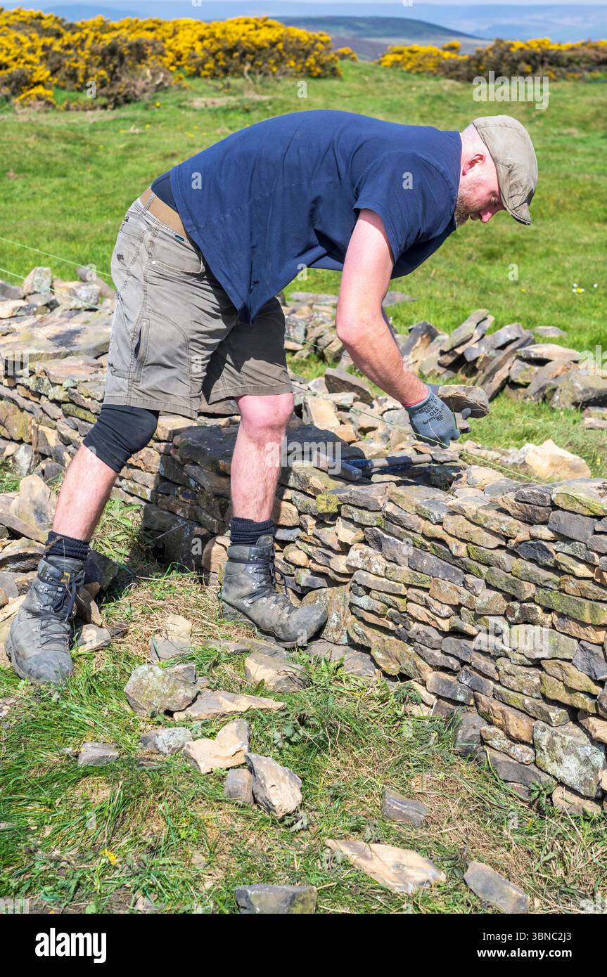 A man drystone walling a traditional skill being employed in the Peak District National Park near the village of Eyam in Derbyshire, UK Stock Photo