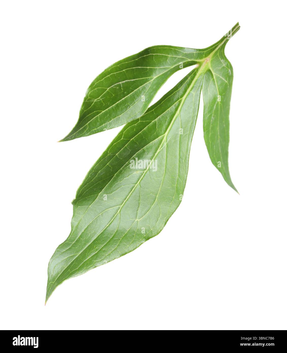 Green leaves of peony plant isolated on white Stock Photo - Alamy