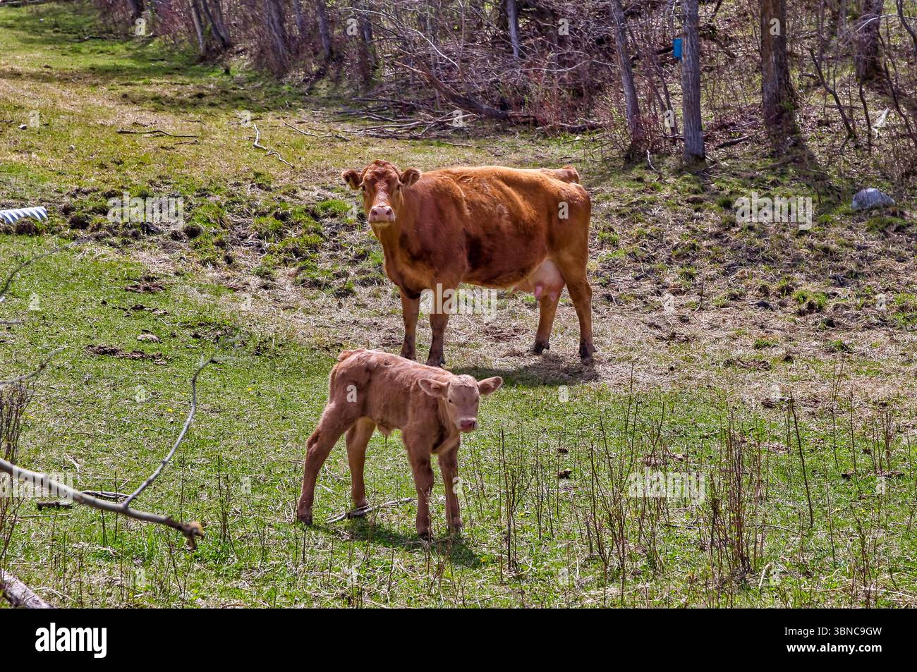 Cattle grazing amongst the landscapes of the Alberta countryside around ...