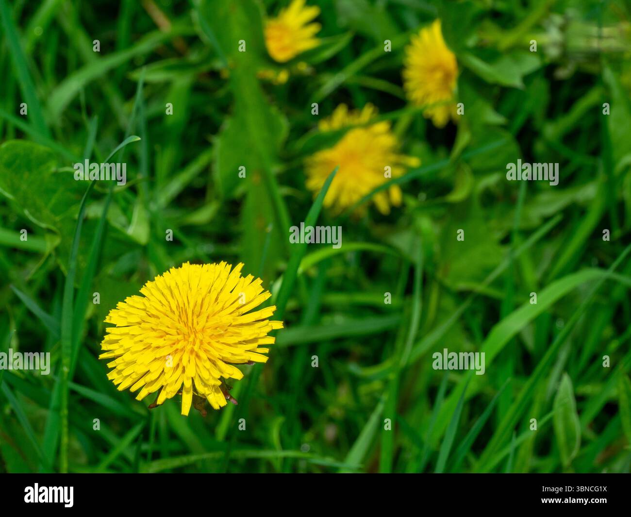 Dandelions growing in a meadow Stock Photo