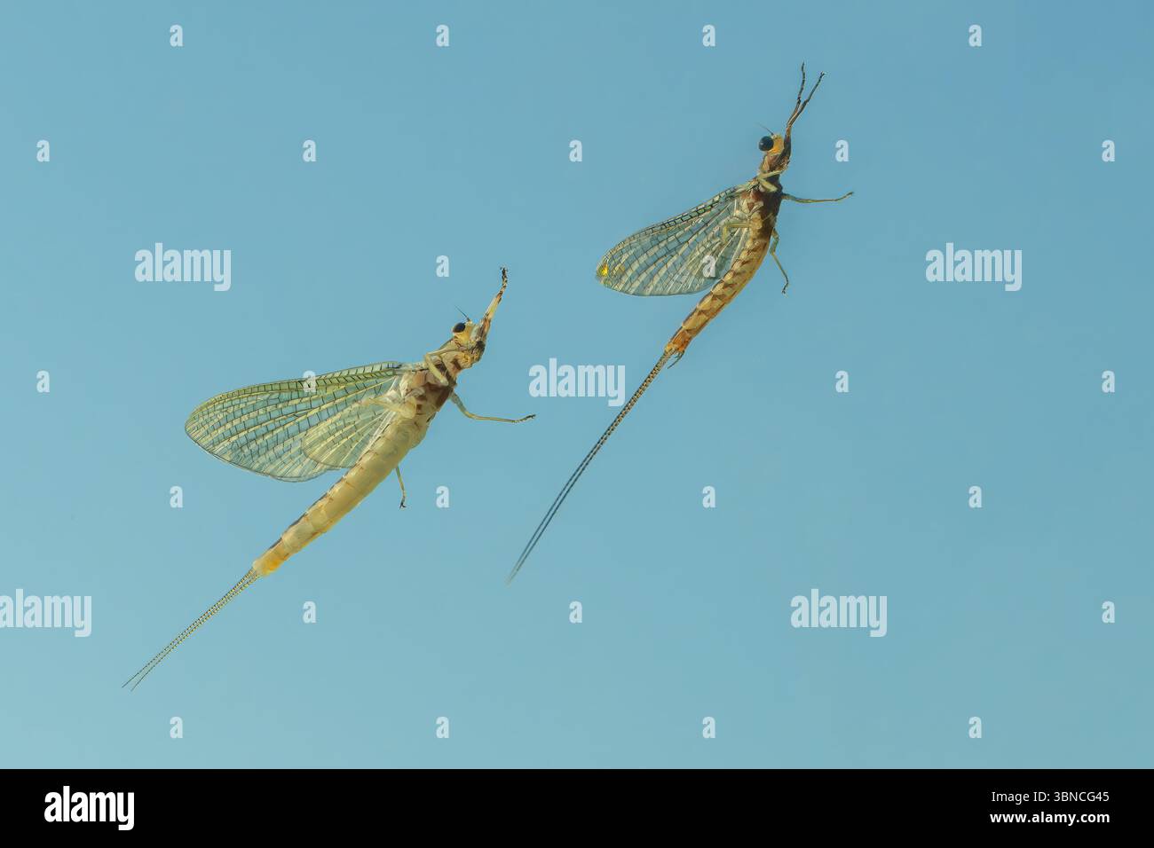 Also known as shadflies, fishflies and Canadian soldiers, Mayflies are aquatic insects belonging to the order Ephemeroptera and hatch in large nummber Stock Photo
