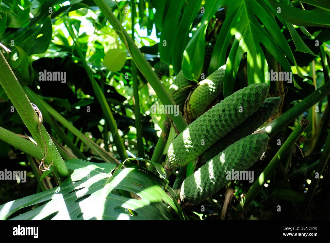 The edible fruit of the monstera deliciosa, or Swiss cheese plant ...