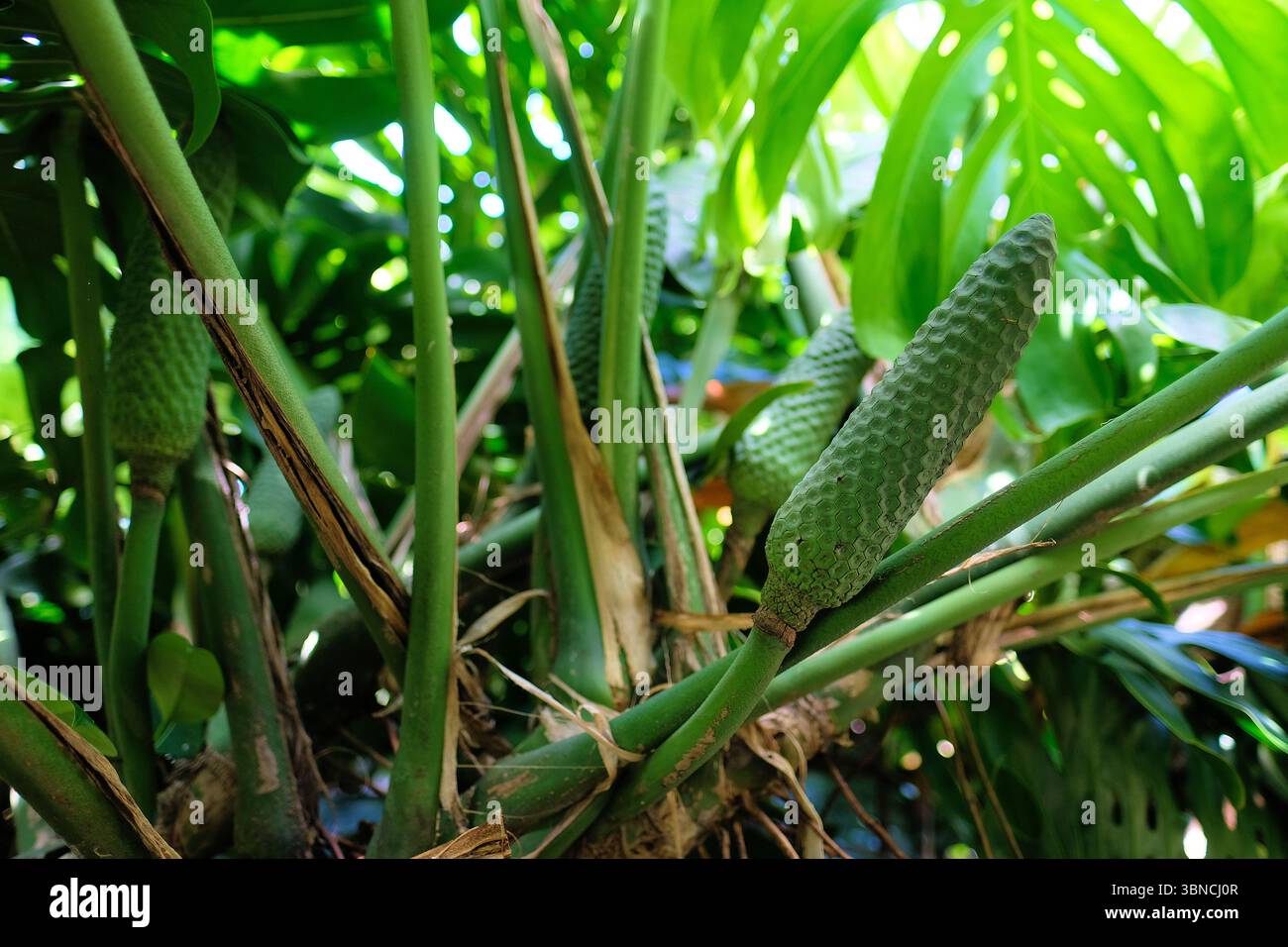 Monstera plants hi-res stock photography and images - Alamy