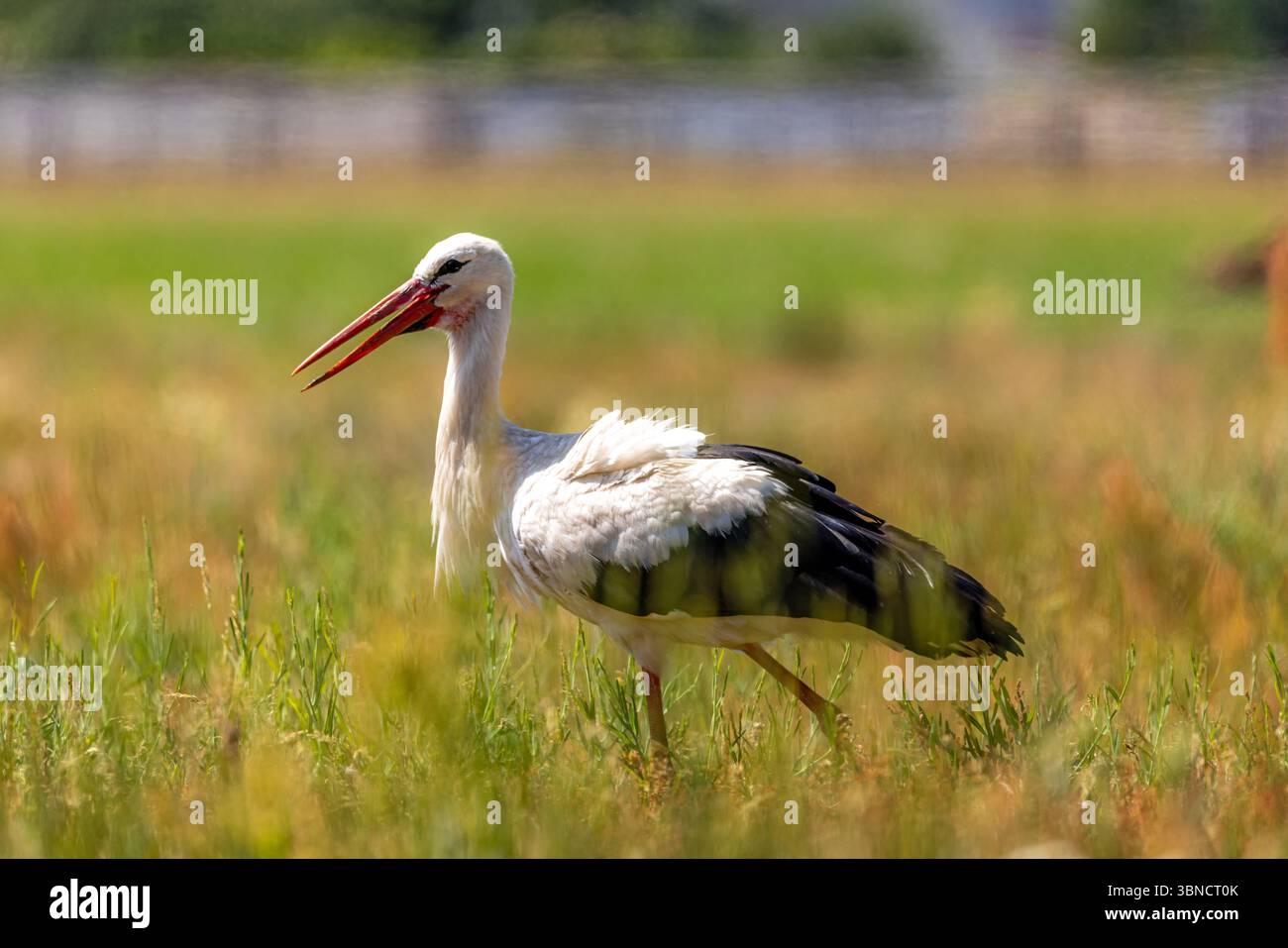Wildlife aufnahme hi-res stock photography and images - Alamy