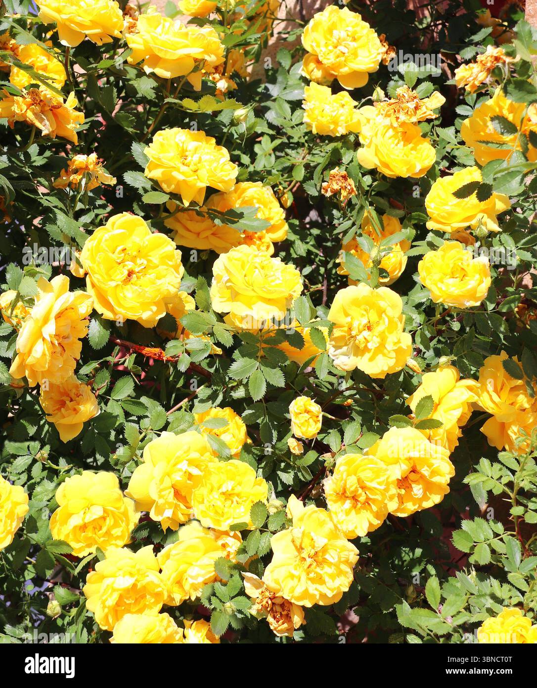 Branch of rose with yellow flowers. Summer country scene with beautiful ...