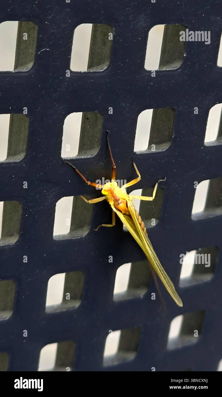 A yellow mayfly. - Smartphone Captured Stock Image