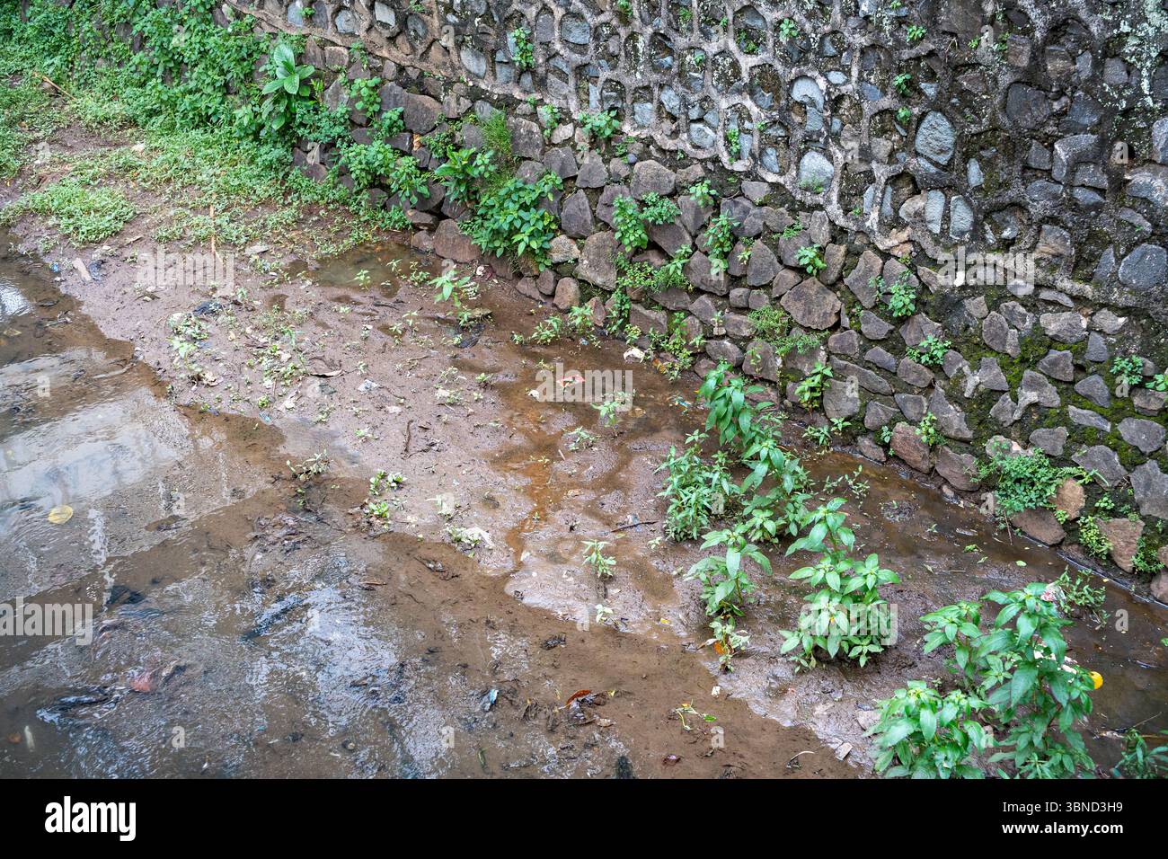 Growing in harsh environment hi-res stock photography and images - Alamy