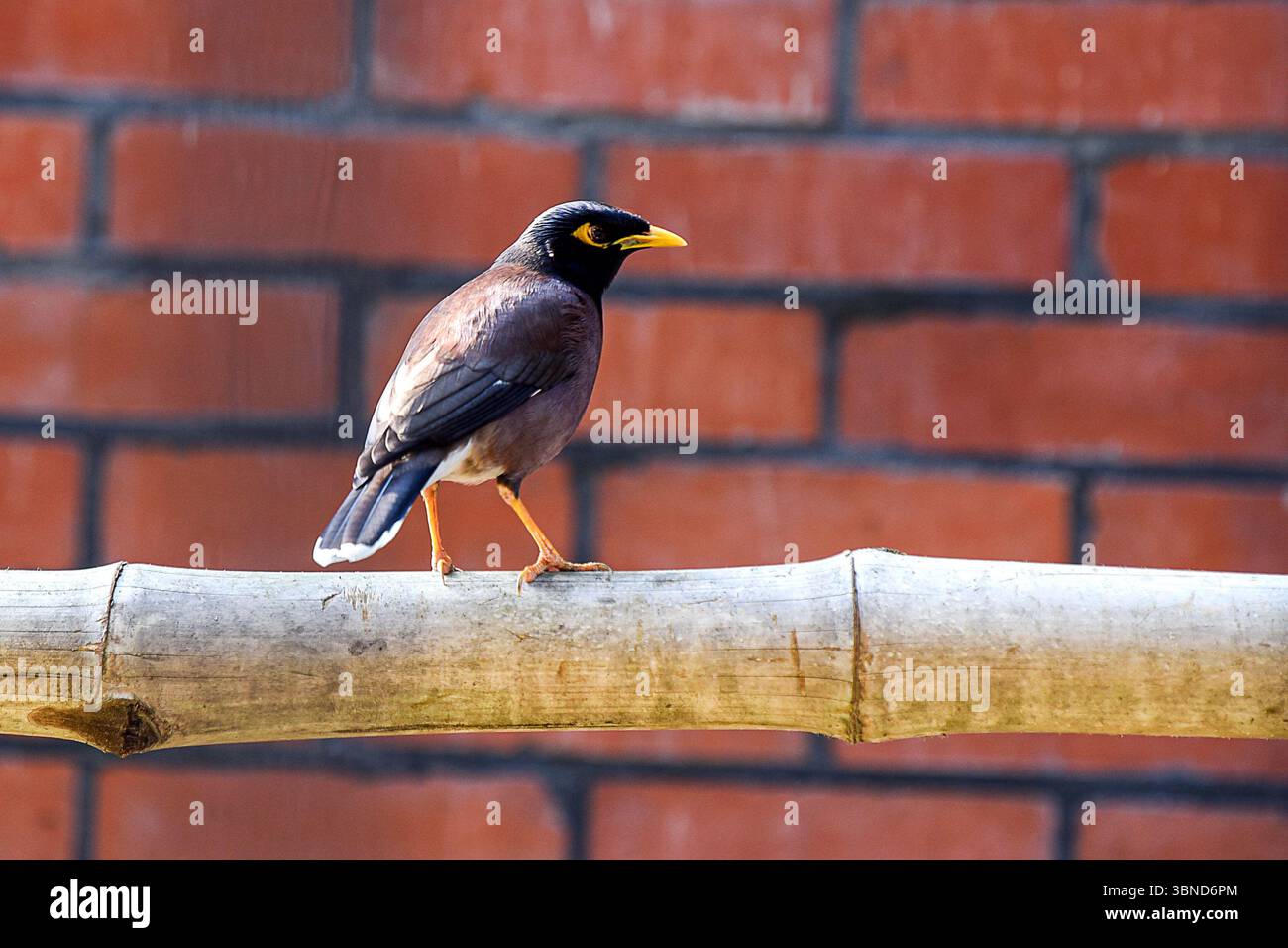 A brown common myna bird with a yellow beak stands on a bamboo branch. Stock Photo
