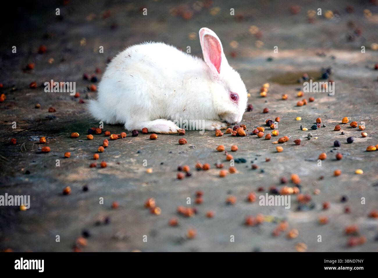 A fluffy white rabbit enjoys a meal of scattered seeds on a rough ...
