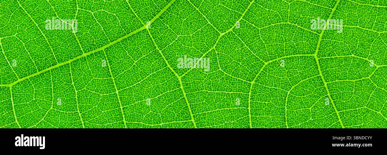 horizontal green leaf texture for pattern and background,vector illustration. Stock Vector