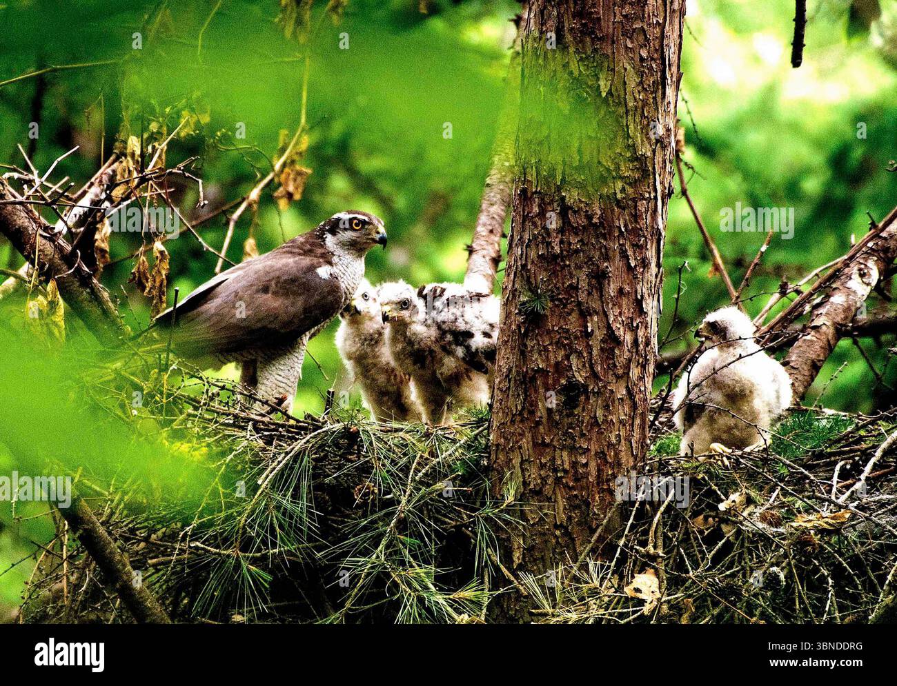 Arten danke hi-res stock photography and images - Alamy