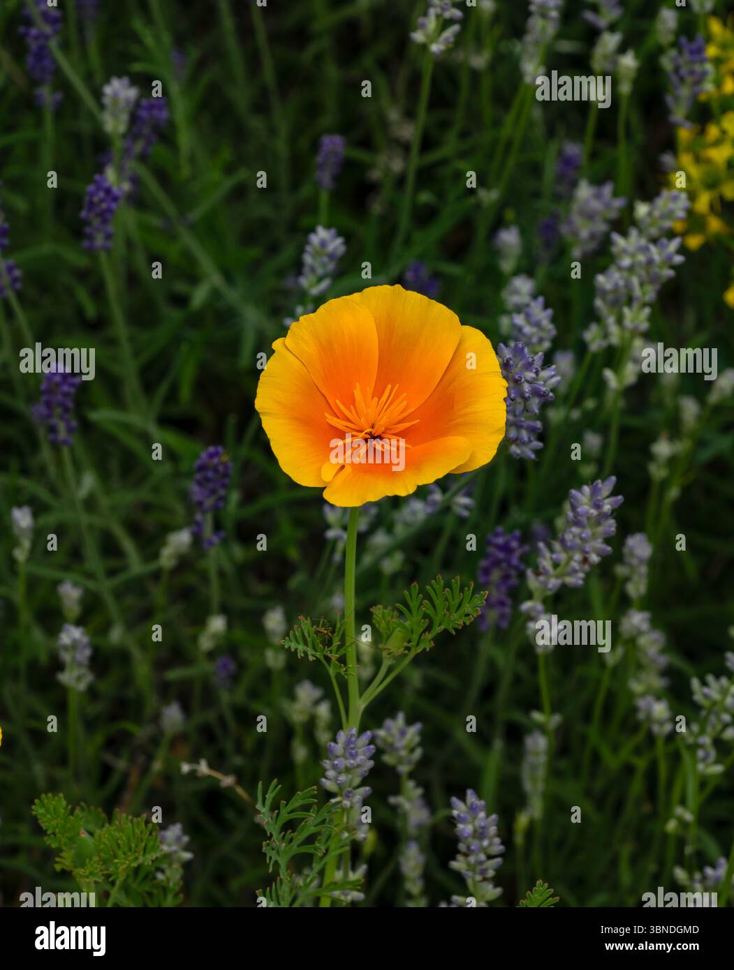 Lavender and poppies hi-res stock photography and images - Alamy