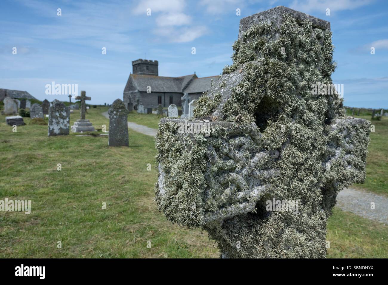 Lichen: Sea Ivory: Ramalina siliquosa. On gravestone is coastal churchyard, Tintagel, Cornwall, UK Stock Photo