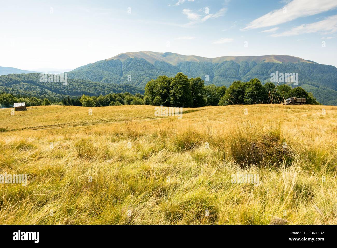 carpathian mountain landscape in late summer. pasture with yellow grass. beautiful nature with beech forest on the hill behind the grassy meadow. apet Stock Photo