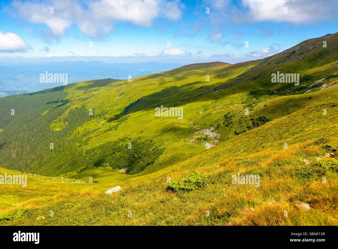 wonderful mountain landscape with rolling hills. great view from mountain petros. summer outdoor adventure in carpathians. blue sky with fluffy clouds Stock Photo