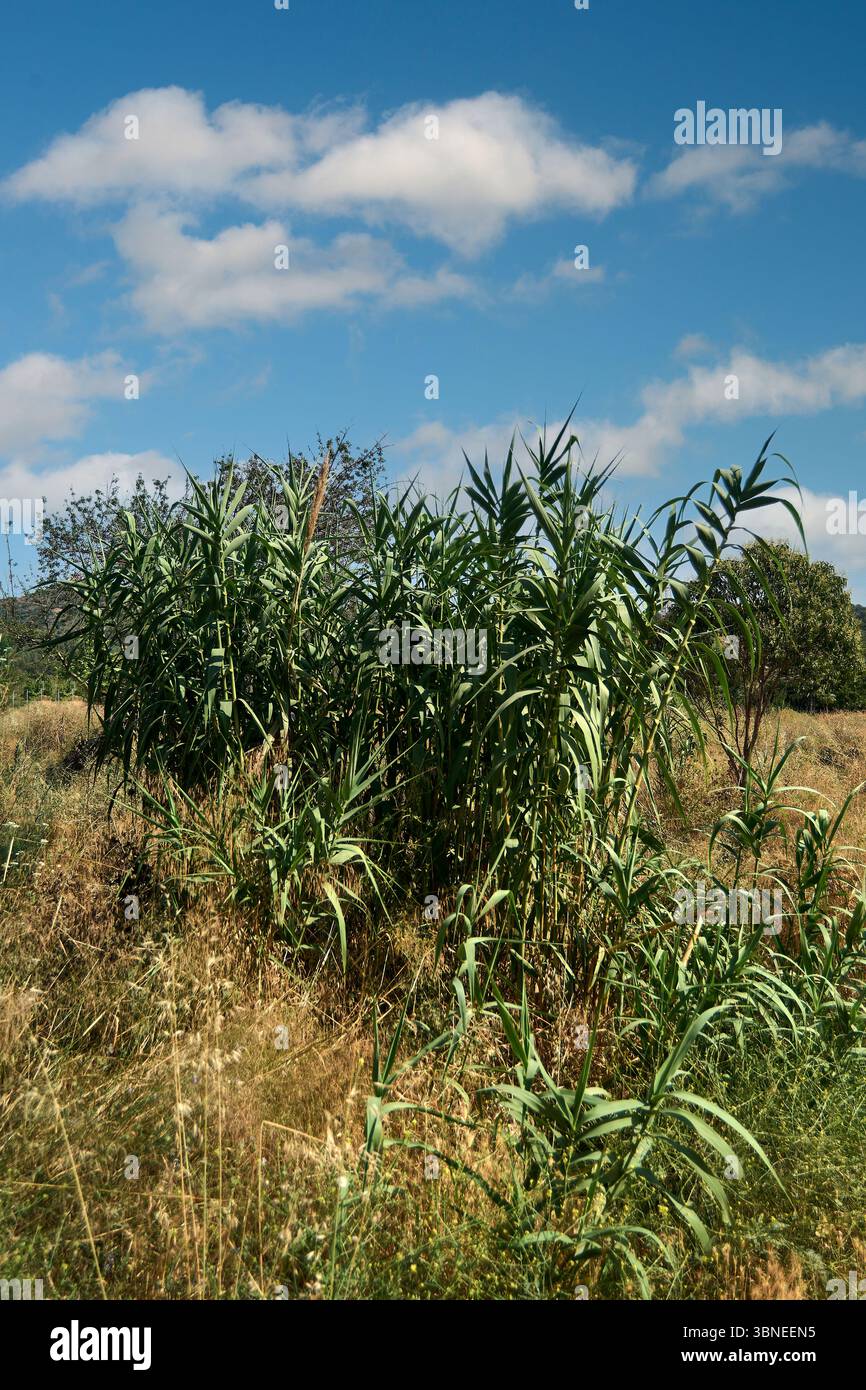 Dense tall vegetation hi-res stock photography and images - Alamy