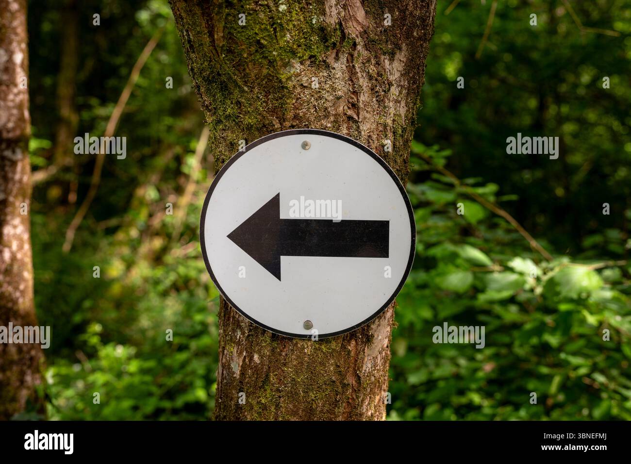 Circular Left Arrow Sign Attached to a Tree in a Forest Setting Stock ...