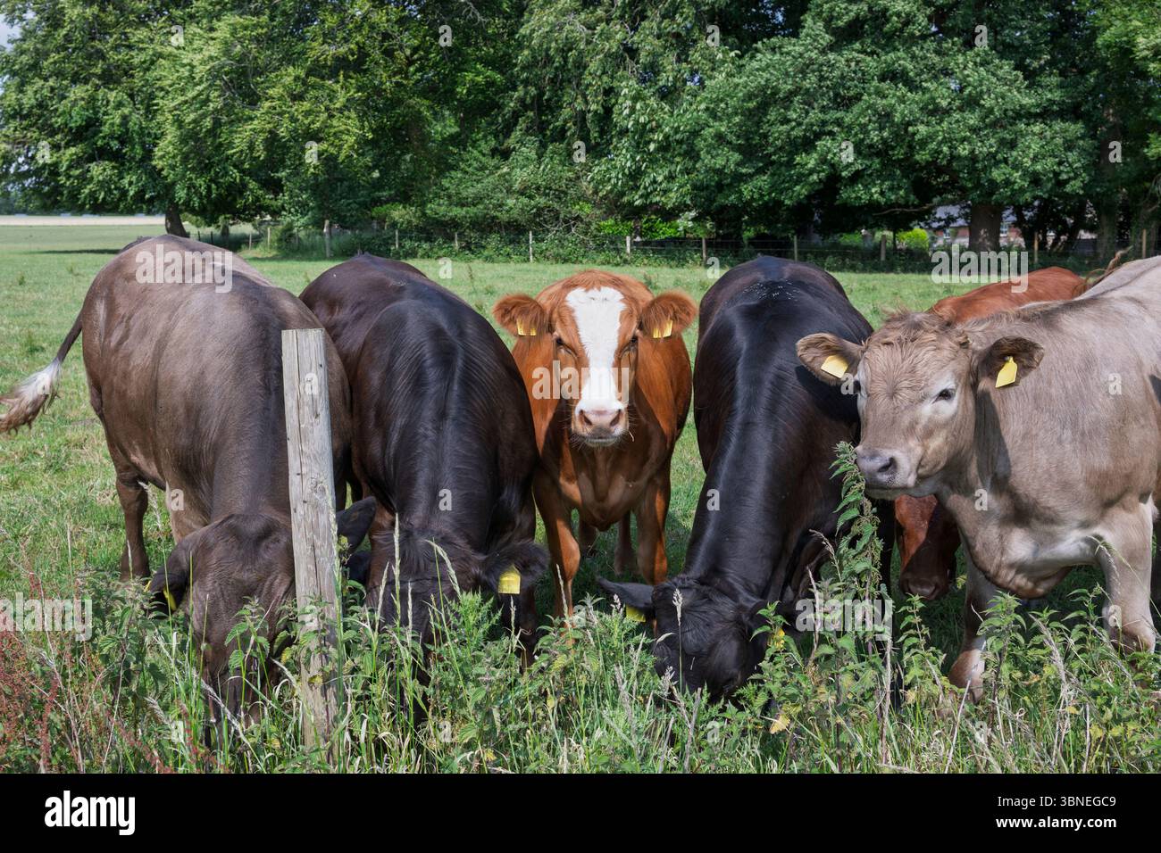 Group of Cows Grazing Peacefully in a Scenic Summer Pasture Stock Photo ...