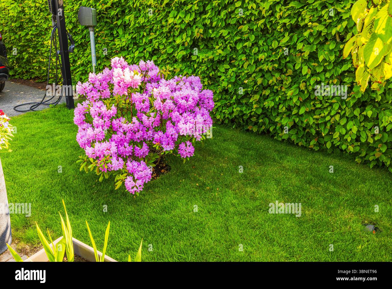 Rhododendron hedge hi-res stock photography and images - Alamy