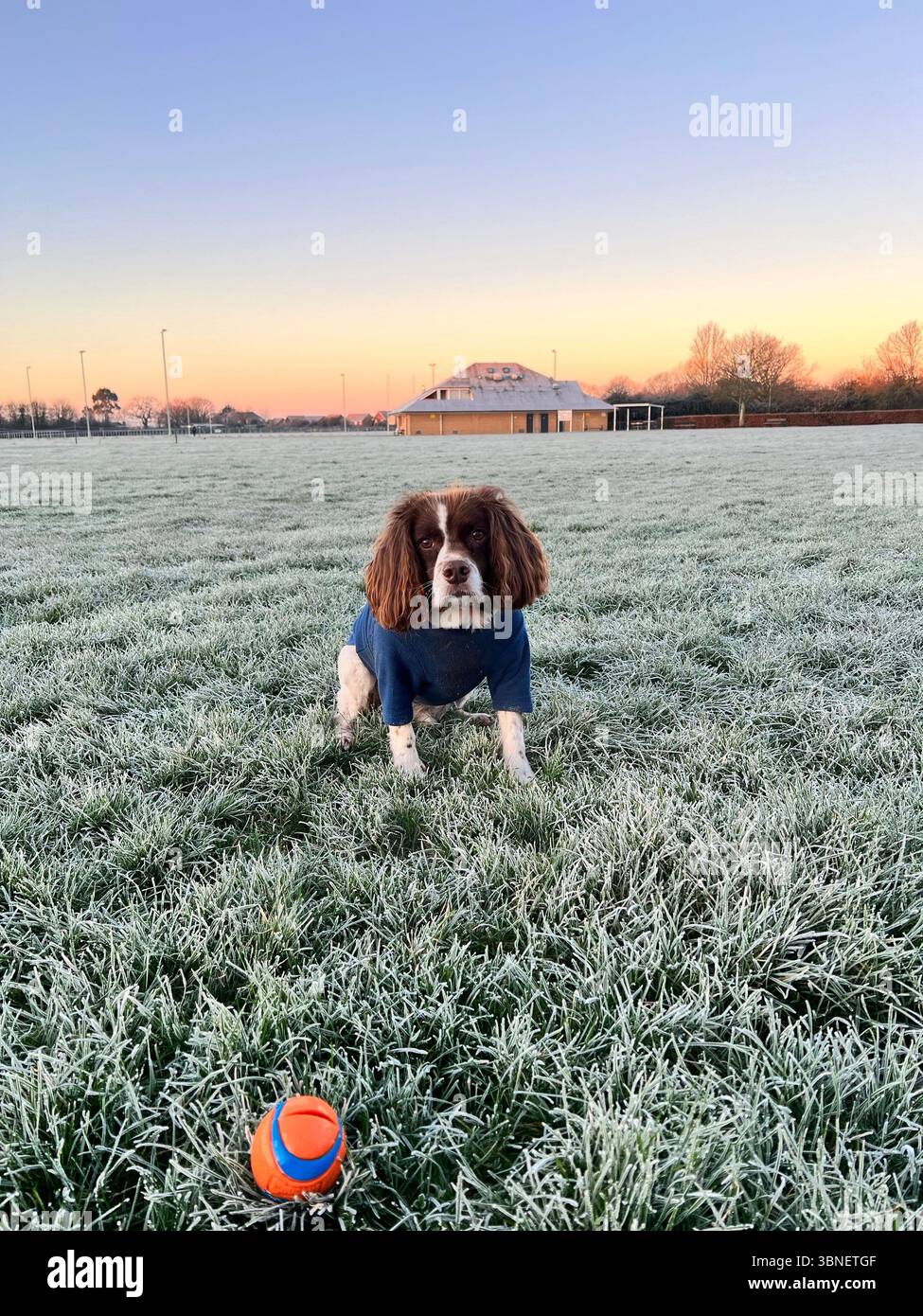 Springer spaniel  on a winters day wearing a blue coat sat on the frosty ground in a field with the sun setting on the horizon behind some trees - Smartphone Captured Stock Image