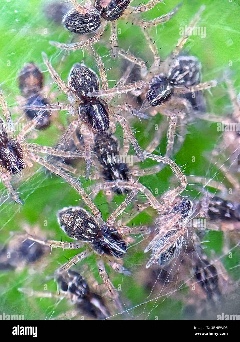 Nursery Web Spier Babies (Pisaura mirabilis) - Smartphone Captured Stock Image