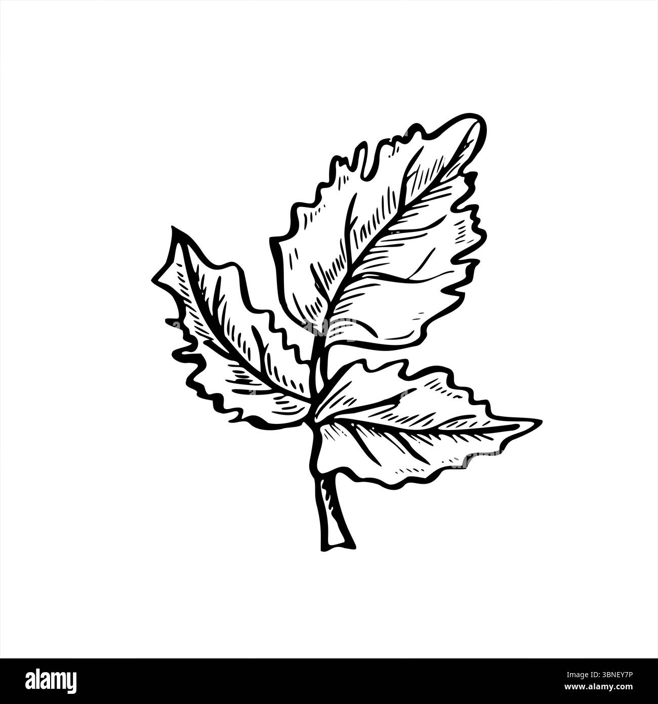 Engraving of parsley leaf painted by black inks. Hand drawn aromatic cilantro sprig monochrome vector illustration. Seasoning herb for food packaging Stock Vector