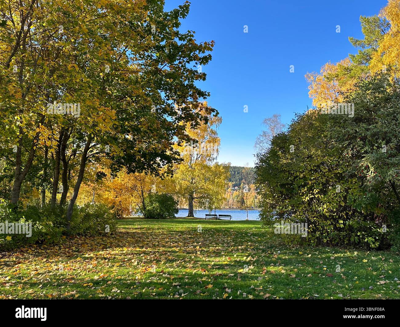 A stunning autumn scene featuring a tranquil lake surrounded by colorful trees and foliage. - Smartphone Captured Stock Image