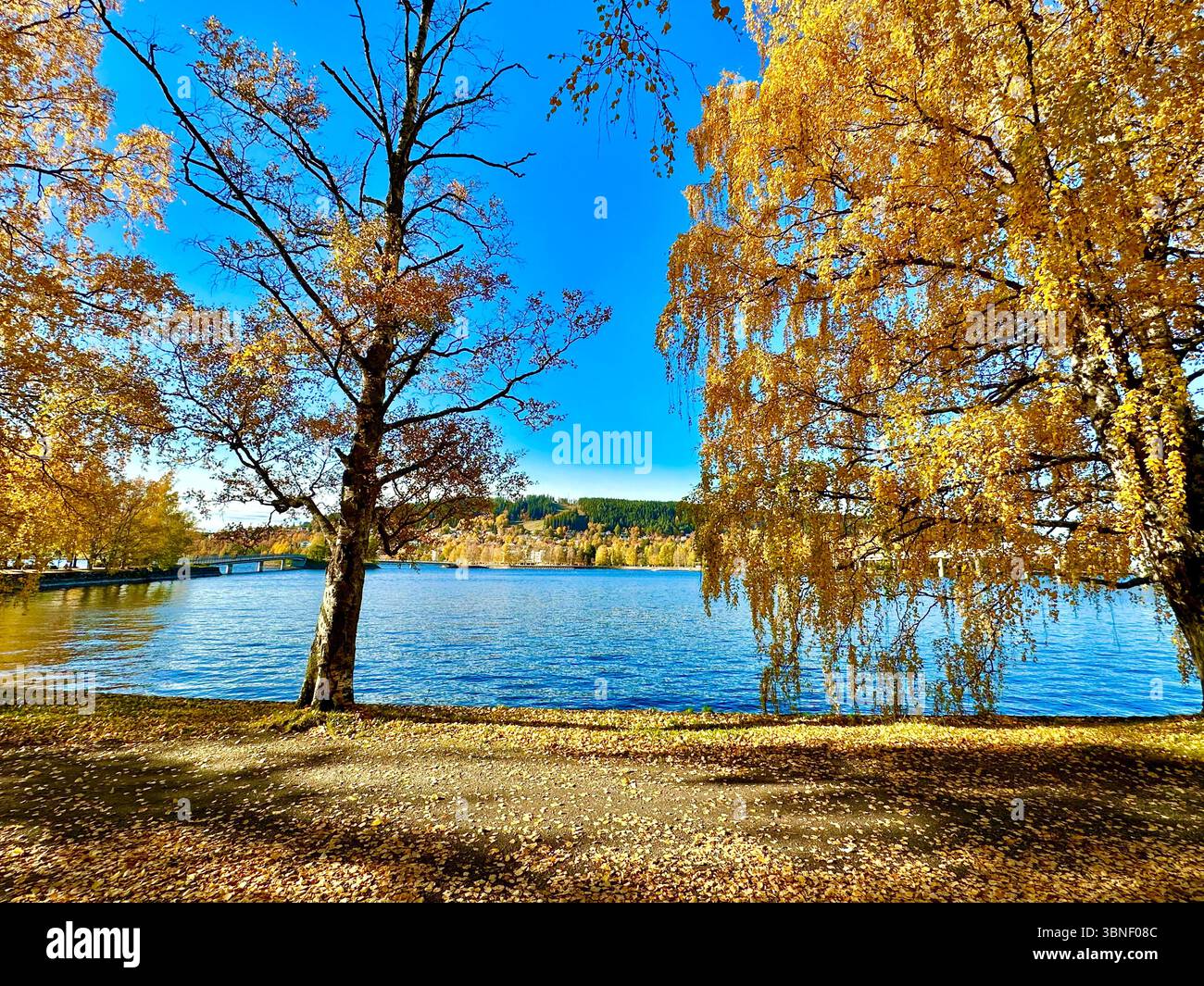 A stunning autumn scene featuring a tranquil lake surrounded by colorful trees and foliage. - Smartphone Captured Stock Image