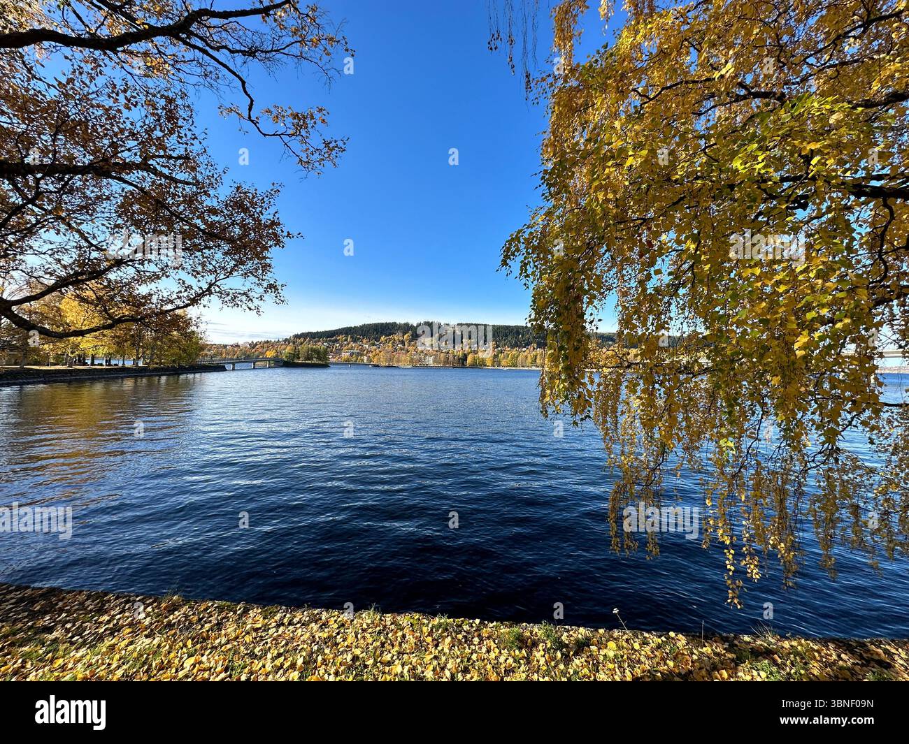 A stunning autumn scene featuring a tranquil lake surrounded by colorful trees and foliage. - Smartphone Captured Stock Image