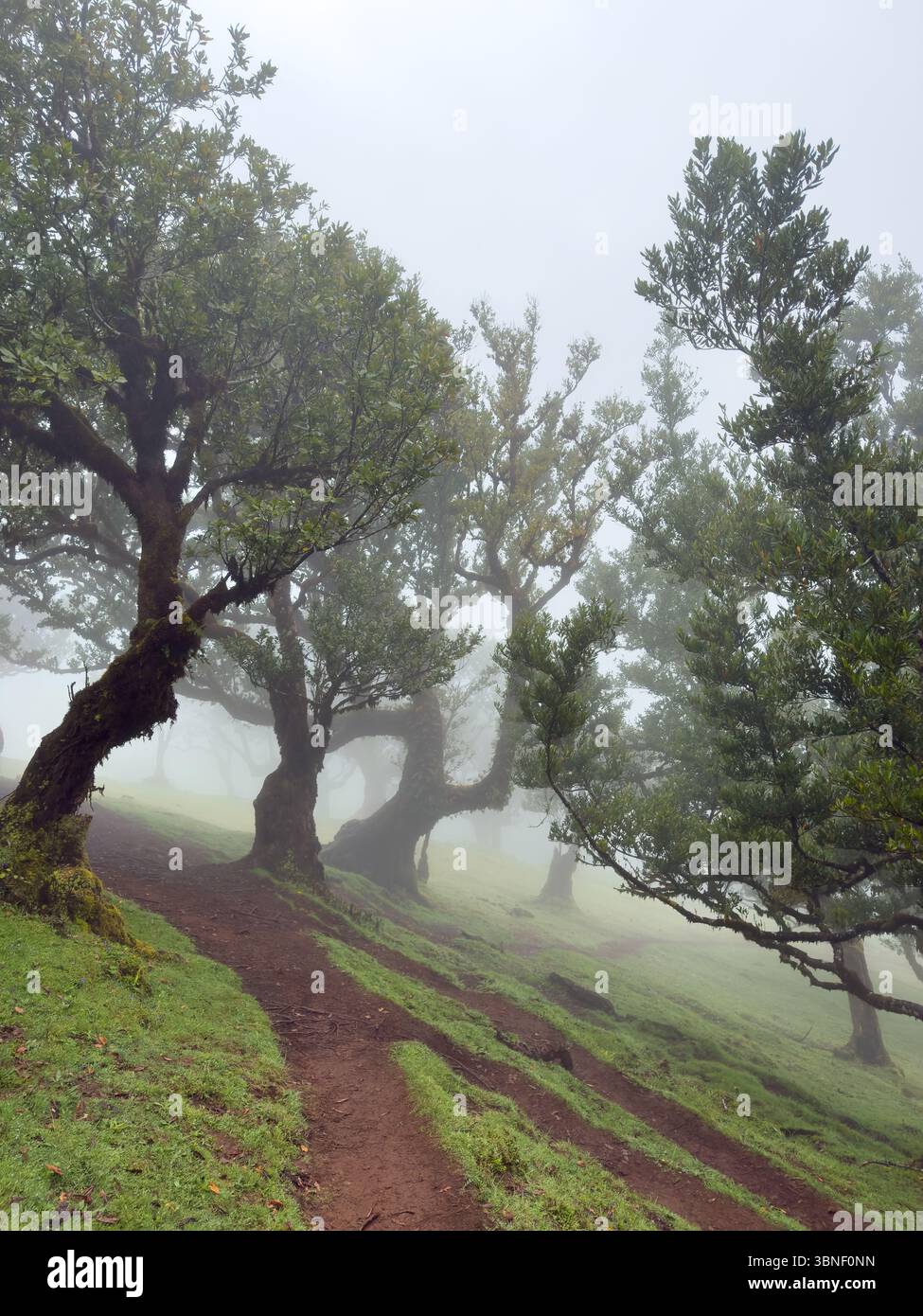 Ancient, twisted trees covered in moss in the foggy Fanal forest, Madeira. A dreamy, moody landscape with soft light and a mysterious atmosphere. Surr - Smartphone Captured Stock Image Ancient, twisted trees covered in moss in the foggy Fanal forest, Madeira. A dreamy, moody landscape with soft light and a mysterious atmosphere. Surr - Smartphone Captured Stock Image