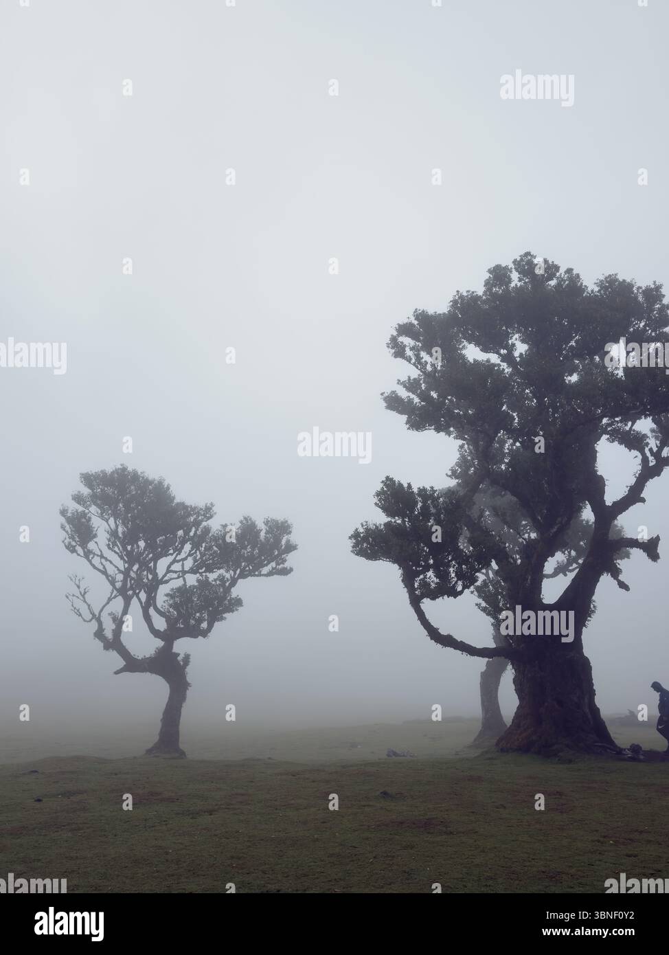 Ancient twisted trees covered in moss in foggy Fanal forest, Madeira. Moody, dreamy landscape with soft light and mysterious atmosphere. Surreal hikin - Smartphone Captured Stock Image Ancient twisted trees covered in moss in foggy Fanal forest, Madeira. Moody, dreamy landscape with soft light and mysterious atmosphere. Surreal hikin - Smartphone Captured Stock Image
