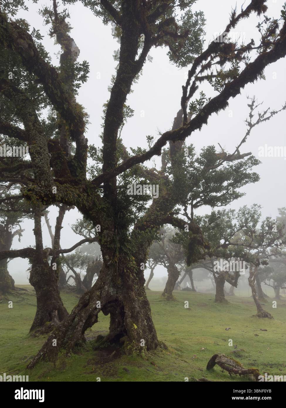 Ancient twisted trees covered in moss in foggy Fanal forest, Madeira. Moody, dreamy landscape with soft light and mysterious atmosphere. Surreal hikin - Smartphone Captured Stock Image Ancient twisted trees covered in moss in foggy Fanal forest, Madeira. Moody, dreamy landscape with soft light and mysterious atmosphere. Surreal hikin - Smartphone Captured Stock Image